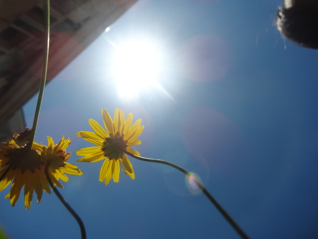 sky and flowers sky and flowers